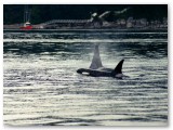 Orca%20at%20Chatham%20Pt