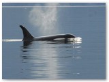 orca_blow