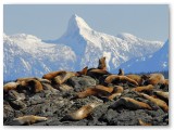 sealions-winter-time
